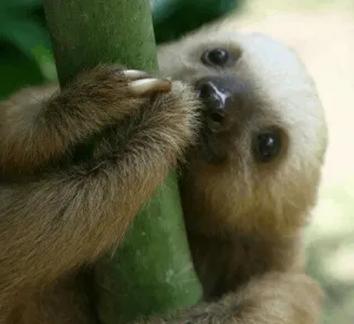 🥺 fb895849 sloth, animal, cute, tree, nature, wildlife telegram sticker