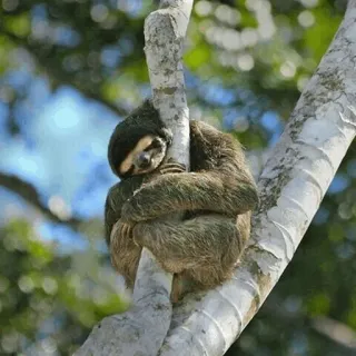 🦥 fe2dce8a sloth, animal, cute, sleepy, tree, nature, wildlife telegram sticker