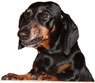 😬 121f7541 dog, animal, dachshund, pet, cute whatsapp sticker