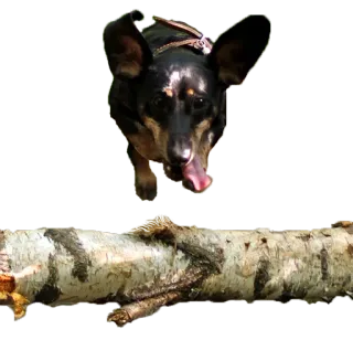 Аццкий цобак! by @Juliette_stickers telegram stickers