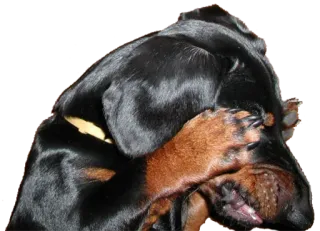 Аццкий цобак! by @Juliette_stickers whatsapp stickers