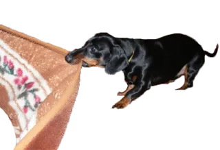 🤪 3a24efc0 dachshund, dog, pet, carpet, chewing, black whatsapp sticker