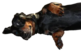 🙄 4b998383 dog, dachshund, pet, cute, animal whatsapp sticker