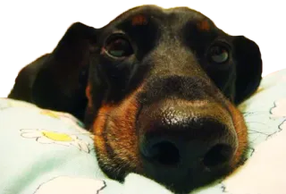 😴 53cce3f8 dog, dachshund, pet, animal, cute, portrait whatsapp sticker