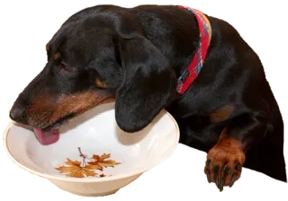 😋 5ff6ccf2 dog, animal, bowl, drinking, pet whatsapp sticker