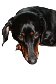 🙄 6d863ede dog, dachshund, pet, animal, cute whatsapp sticker