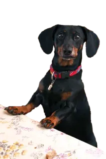 😳 6e32cc5b dachshund, dog, pet, animal, domestic whatsapp sticker