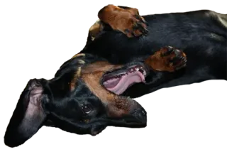 🤪 c4928eaa dog, dachshund, cute, playing, pet whatsapp sticker