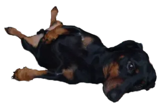😴 f78af3a2 dog, dachshund, animal, pet, cute whatsapp sticker