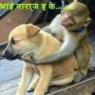 ☹️ 8e0e6a1f भाई नाराज ह के... monyet, anjing, hewan, persahabatan, humor telegram sticker