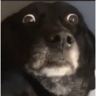 😱 aad5b893 anjing, terkejut, lucu, hewan peliharaan, binatang, meme telegram sticker