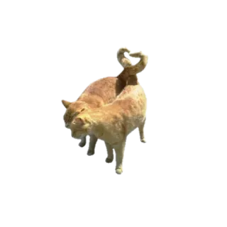 🥰 2b632fae 猫, 動物, ペット, オレンジ, 猫, 子猫, 可愛い telegram sticker