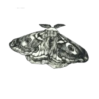 k.immelan telegram stickers