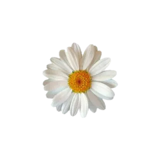 k.immelan whatsapp stickers