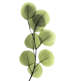 🌿 c85edfd5 植物, 葉, 枝, ユーカリ, 自然, 緑, 植物 telegram sticker