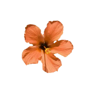 🌸 e7241754 花, ハイビスカス, オレンジの花, トロピカル, フローラル, 自然 telegram sticker