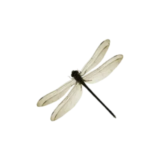 🦋 a50501a5 insect, dragonfly, nature, animal whatsapp sticker