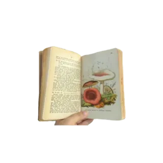 📒 b67334eb book, mushrooms, vintage, illustration, reading whatsapp sticker