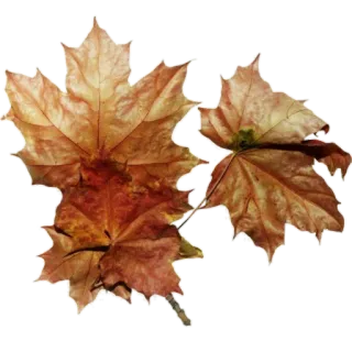 🍁 b78b4469 leaf, leaves, autumn, fall, nature, plant whatsapp sticker