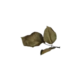 🍃 beb9358e leaves, autumn, fall, nature whatsapp sticker