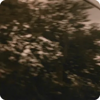 😁 9e724b2c nature, tree, leaves, blur, outdoors telegram sticker