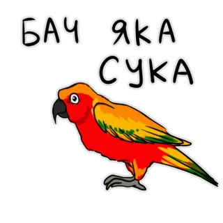 🤗 046ea163 БАЧ ЯКА СУКА papagaio, pássaro, ucraniano, adesivo, ofensivo telegram sticker