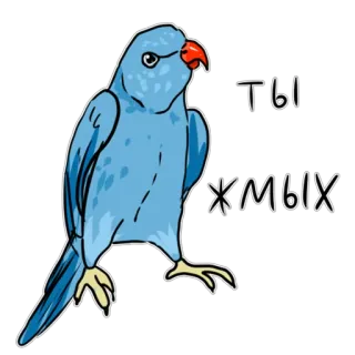 😌 09f82cb2 ты жмых papagaio, pássaro, ofensivo, insulto, russo telegram sticker