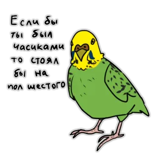 😂 121d3c44 Если бы ты был Часиками то стоял бы на пол шестого pássaro, papagaio, engraçado, meme, periquito, fofo, animal, russo telegram sticker