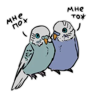 😊 17539d5c МНЕ ПОХ
МНЕ ТОЖ periquitos, pássaros, animais, fofo, russo, adesivo, periquitos australianos telegram sticker