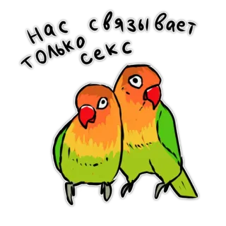 Злі папуги @artstriks telegram stickers