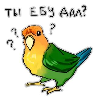 🤭 2f6cab6d ТЫ ЕБУ ДАЛ? pássaro, papagaio, russo, pergunta, ofensivo, gíria telegram sticker