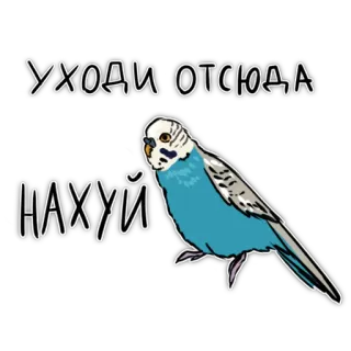 🏃‍♂️ 62a7ba79 УХОДИ ОТСЮДА
НАХУЙ pássaro, periquito, papagaio, texto, ofensivo telegram sticker