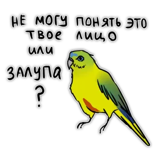 🤔 8a7aadc8 НЕ МОГУ ПОНЯТЬ ЭТО ТВОЕ ЛИЦО ИЛИ ЗАЛУПА ? pássaro, papagaio, ofensivo, russo, pergunta, adesivo telegram sticker