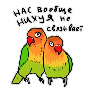 🥰 a642b19d НАС ВООБЩЕ НИХУЯ НЕ СВЯЗИВАЕТ pássaros, agapornis, papagaio, texto russo, ofensivo telegram sticker