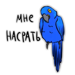 💩 b388bace МНЕ
НАСРАТЬ Papagaio, Papagaio azul, Pássaro, Ofensivo, Cínico, Engraçado telegram sticker
