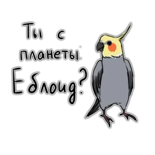 👽 b3c9453d Ты с планеты, Еблоид? pássaro, calopsita, papagaio, russo, ofensivo telegram sticker