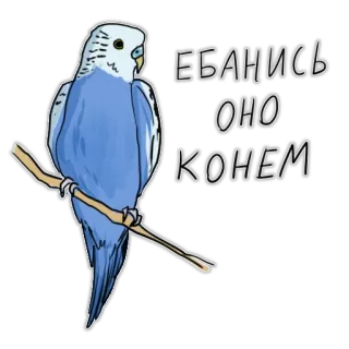 😡 bbeae5ed ЕБАНИСЬ
ОНО
КОНЕМ pássaro, periquito, animal, ofensivo, russo, gíria telegram sticker