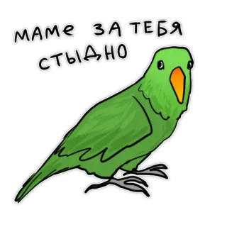 😳 c2f607a3 МАМЕ ЗА ТЕБЯ СТЫДНО papagaio, verde, pássaro, vergonha, mãe, desenho animado telegram sticker