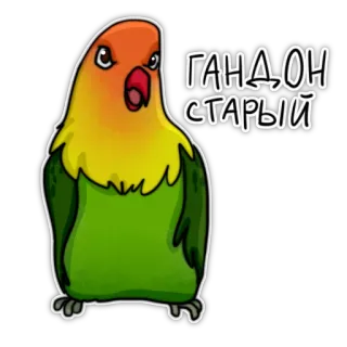 👿 d73e820c гандон старый papagaio, pássaro, insulto, ofensivo, desenho animado telegram sticker