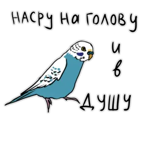 💩 dec05ed8 Насру на голову и в душу pássaro, papagaio, ofensivo, humor, gíria telegram sticker