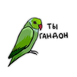 🧐 f8cb25be ТЫ ГАНДОН papagaio, pássaro, insulto, russo telegram sticker