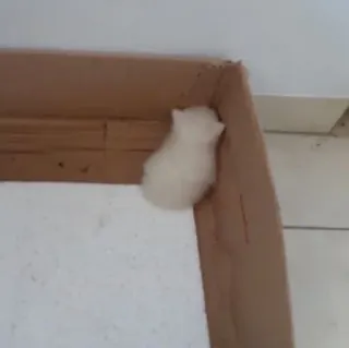 🏮 26726d90 animal, animal de estimação, pássaro, pombo, branco telegram sticker