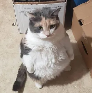 🏮 379b0983 gato, tricolor, animal de estimação, animal, animal doméstico, felino telegram sticker