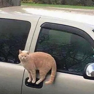 🏮 8f234646 gato, animal, animal de estimação, veículo, carro, fofo, felino telegram sticker