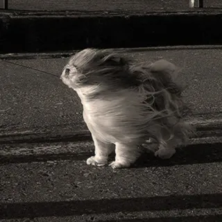 🏮 9fd4d763 cachorro, ventando, animal de estimação, animal, ao ar livre, escala de cinza, tempo, fofo, fofo telegram sticker