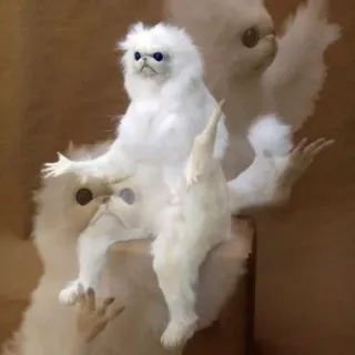 🚸 e02a8df3 gato, dedo do meio, ofensivo, taxidermia, engraçado, meme, animal telegram sticker