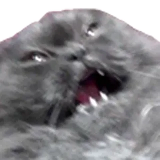 😡 48d9082d 고양이, 동물, 웃긴, 밈, 화난, 소리치는 telegram sticker