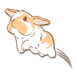 🏃 31a6dff5 กระต่าย, น่ารัก, สัตว์, สัตว์เลี้ยง, เลี้ยงในบ้าน, บันนี่ whatsapp sticker