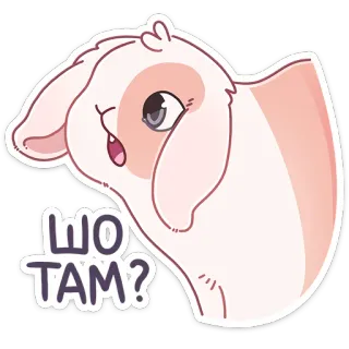 🧐 153c0c07 ШО ТАМ? konijn, dier, vraag, schattig, sticker telegram sticker