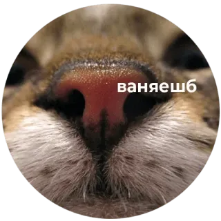 aleshaanimals telegram stickers